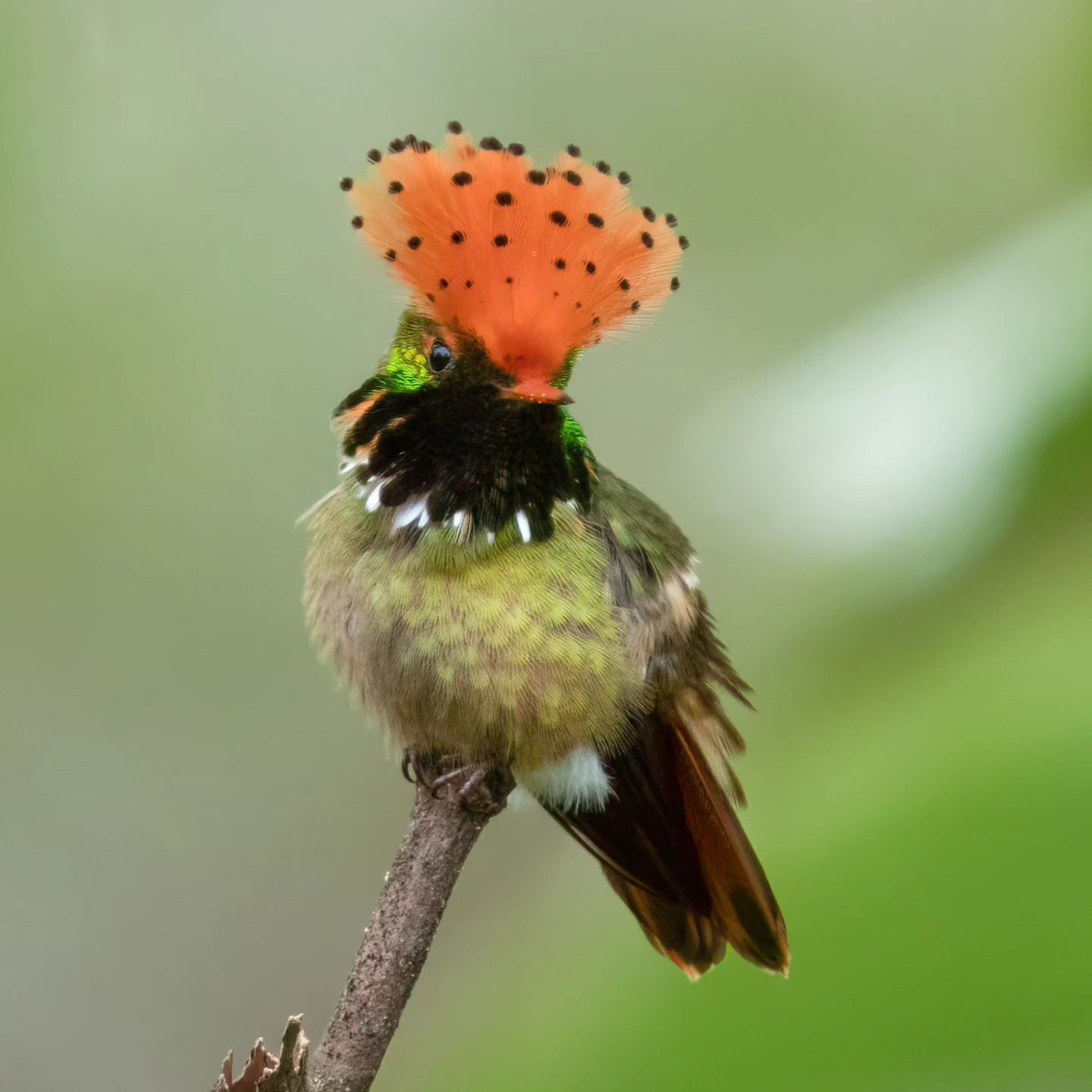 image Spangled Coquette